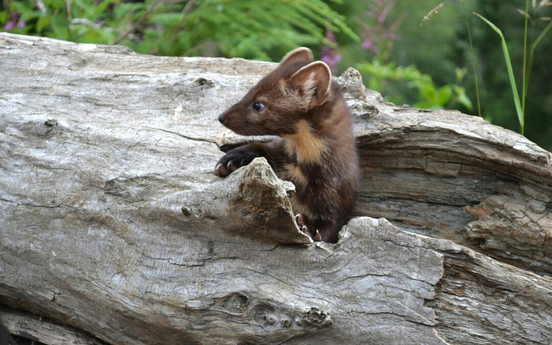 Jak rozpoznać szkody po kunach – objawy i pierwsze kroki