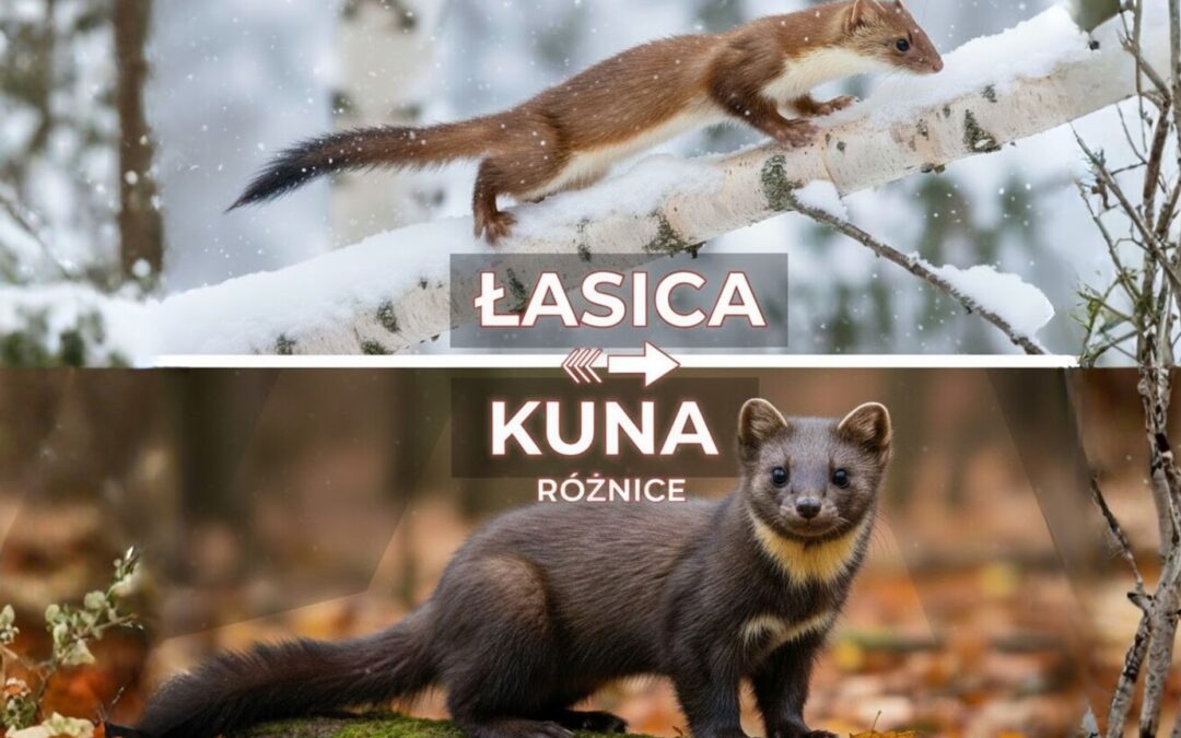 Łasica czy kuna domowa? Jak odróżnić te dwa drapieżniki i dlaczego ma to znaczenie