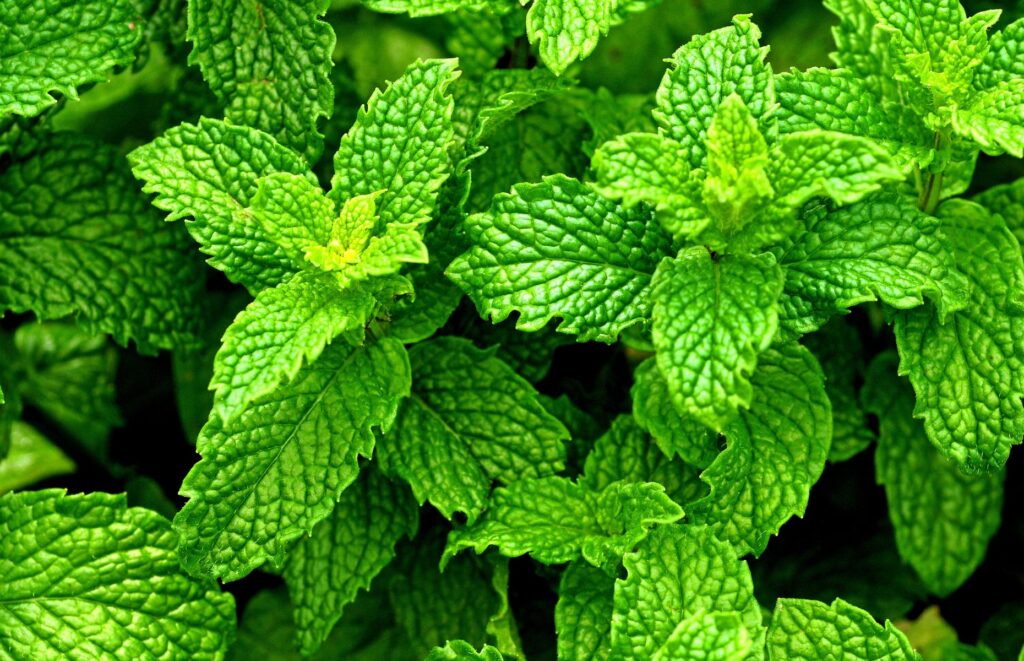 mięta pieprzowa