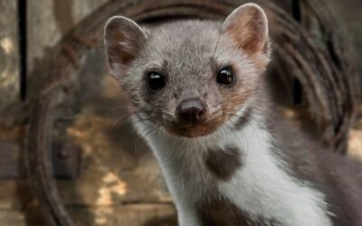 Odgłosy kuny w nocy – jaki dźwięk wydaje kuna?