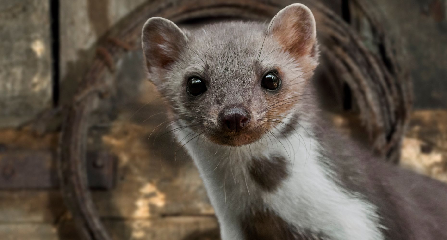 Odgłosy kuny w nocy