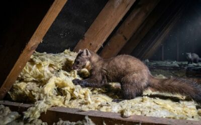 Słyszysz chrobotanie? Sprawdź, czy kuna nie robi sobie gniazda!
