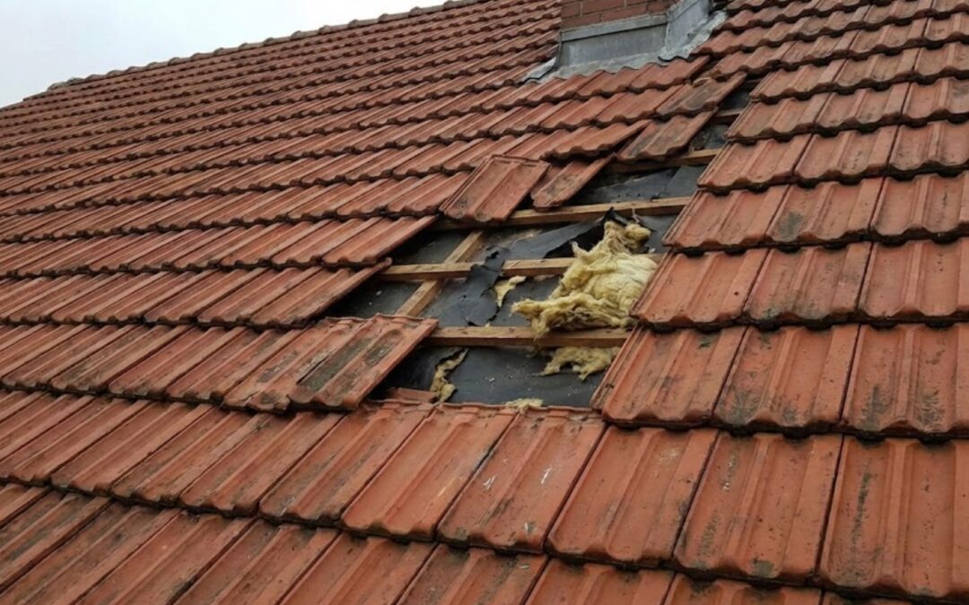 Jak naprawić dach i szkody po kunie?