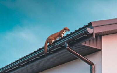 Jak kuna wchodzi na strych